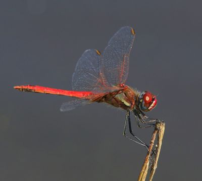Zwervende Heidelibel - Red-veined Darter
