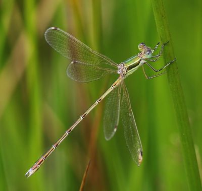 Zwervende Pantserjuffer - Southern Emerald Damselfly