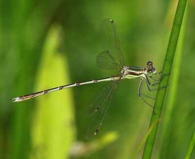 Zwervende Pantserjuffer - Southern Emerald Damselfly