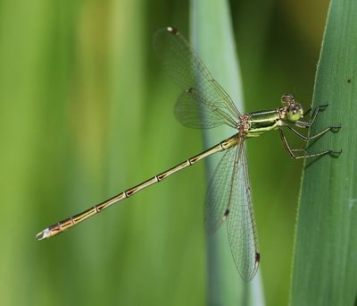 Zwervende Pantserjuffer - Southern Emerald Damselfly