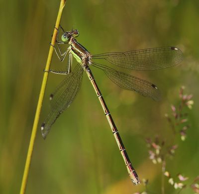 Zwervende Pantserjuffer - Southern Emerald Damselfly