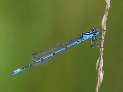 Azuurwaterjuffer - Azure Bluet