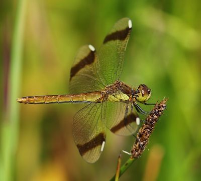 Bandheidelibel - Banded Darter