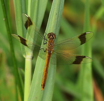 Bandheidelibel - Banded Darter