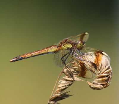 Bandheidelibel - Banded Darter