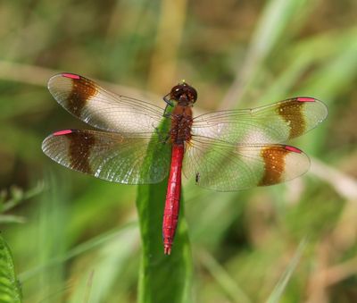 Bandheidelibel - Banded Darter
