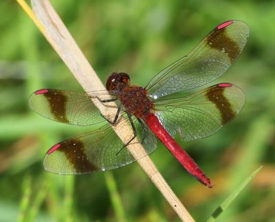 Bandheidelibel - Banded Darter