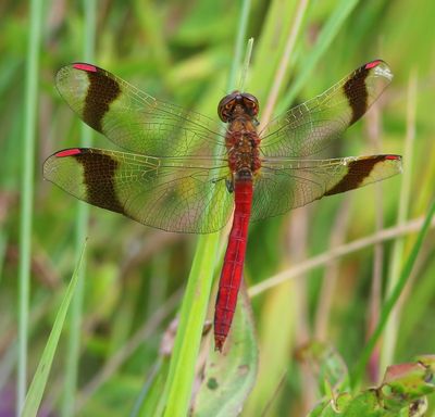 Bandheidelibel - Banded Darter