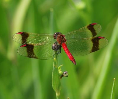Bandheidelibel - Banded Darter