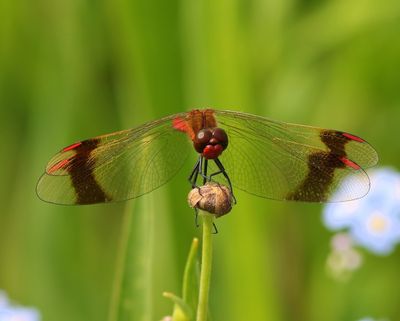 Bandheidelibel - Banded Darter