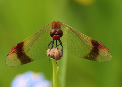 Bandheidelibel - Banded Darter