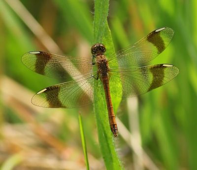 Bandheidelibel - Banded Darter