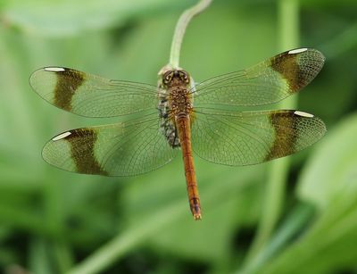 Bandheidelibel - Banded Darter