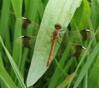 Bandheidelibel - Banded Darter