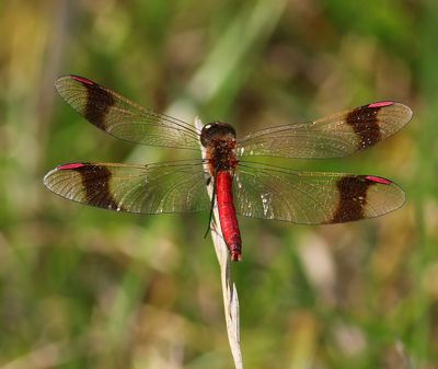 Bandheidelibel - Banded Darter