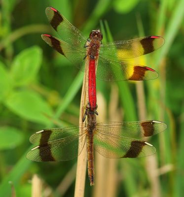 Bandheidelibellen - Banded Darters