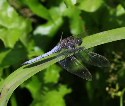 Beekoeverlibel - Keeled Skimmer