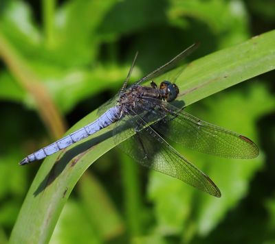 Beekoeverlibel - Keeled Skimmer