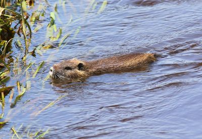 Beverrat - Nutria