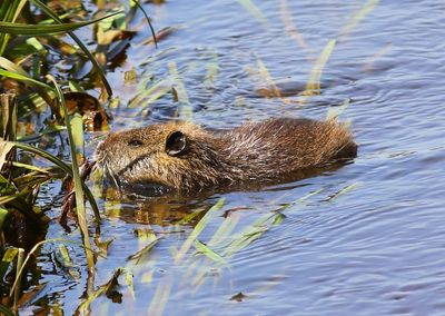 Beverrat - Nutria