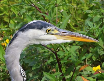 Blauwe Reiger - Grey Heron