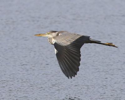 Blauwe Reiger - Grey Heron