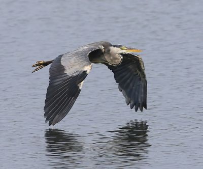 Blauwe Reiger - Grey Heron