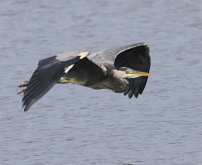 Blauwe Reiger - Grey Heron