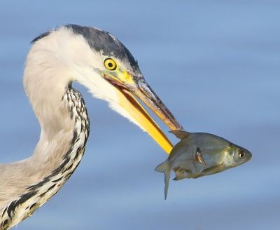 Blauwe Reiger - Grey Heron
