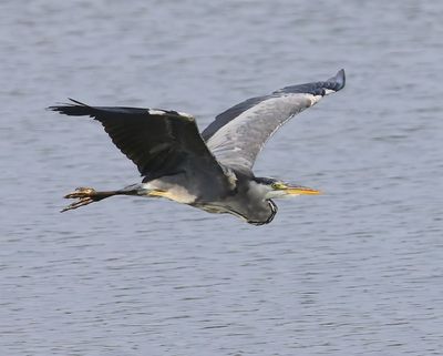 Blauwe Reiger - Grey Heron