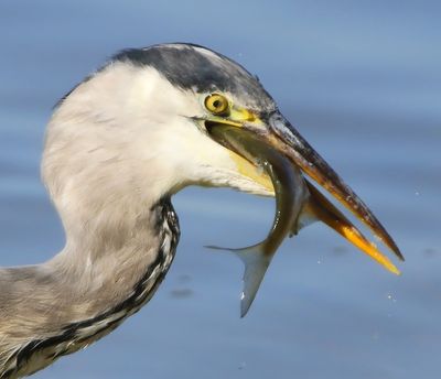 Blauwe Reiger - Grey Heron