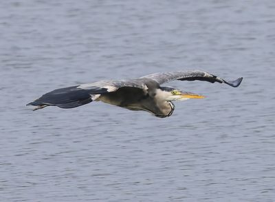 Blauwe Reiger - Grey Heron