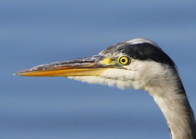 Blauwe Reiger - Grey Heron