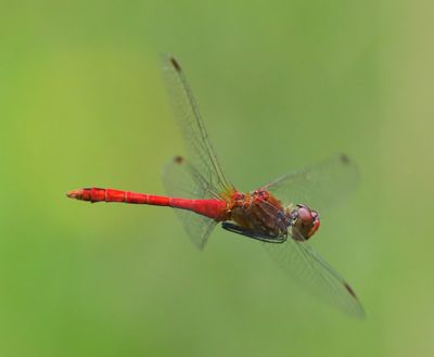 Bloedrode Heidelibel - Ruddy Darter
