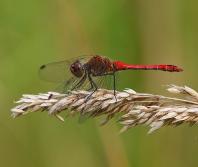 Bloedrode Heidelibel - Ruddy Darter