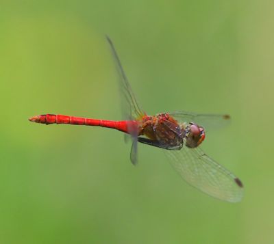 Bloedrode Heidelibel - Ruddy Darter