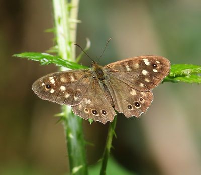 Bont Zandoogje - Speckled Wood