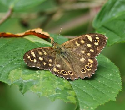 Bont Zandoogje - Speckled Wood