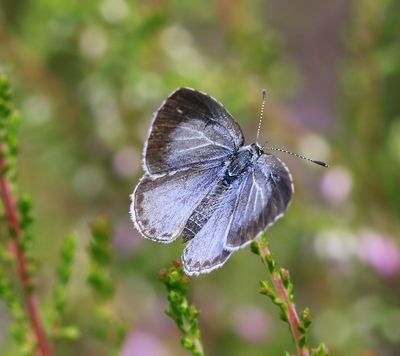 Boomblauwtje - Holly Blue