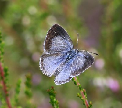 Boomblauwtje - Holly Blue