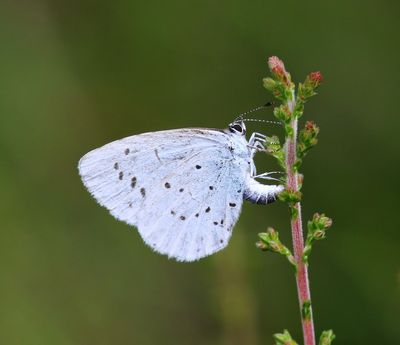 Boomblauwtje - Holly Blue