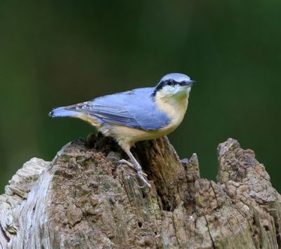 Boomklever - Eurasian Nuthatch