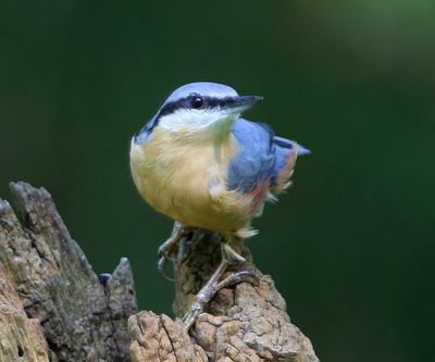 Boomklever - Eurasian Nuthatch