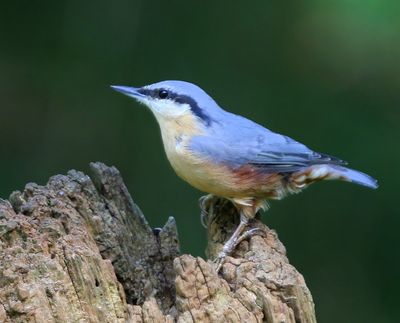 Boomklever - Eurasian Nuthatch