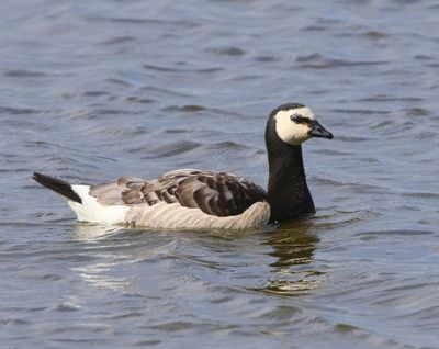 Brandgans - Barnacle Goose
