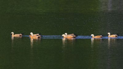 Casarca's - Ruddy Shelducks