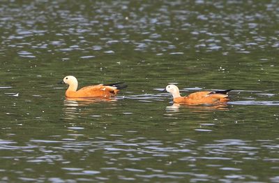 Casarca's - Ruddy Shelducks