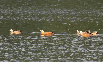 Casarca's - Ruddy Shelducks