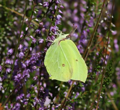 Citroenvlinder - Common Brimstone