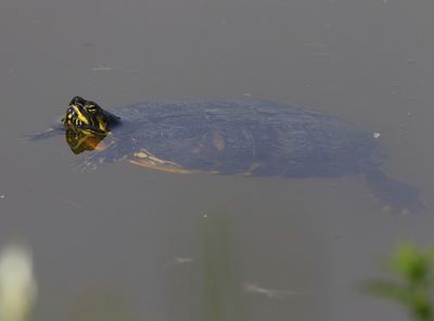 Geelbuikschildpad - Yellow-bellied Slider